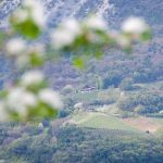 Blüte Gummererhof