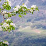 Blüte Gummererhof