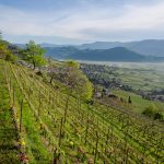 Tramin im Frühling