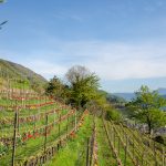 Tramin im Frühling