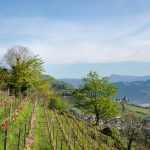 Tramin im Frühling