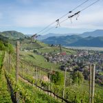 Tramin im Frühling