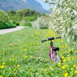 Rad fahren in der Apfelblüte