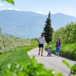 spazieren und Rad fahren in der Apfelblüte