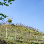 Weinberg im Frühling