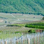 Weinberg im Frühling