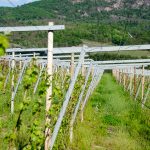 Weinberg im Frühling