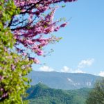 Leuchtenburg im Frühling