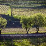 Weinberg im Frühling