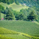 Kolbenhof – Gewürztraminer Weinwandertag Tramin