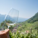 Gewürztraminer Weinwandertag Tramin