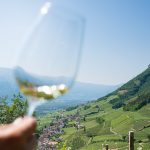 Gewürztraminer Weinwandertag Tramin