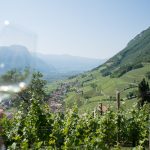 Gewürztraminer Weinwandertag Tramin