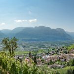 Gewürztraminer Weinwandertag Tramin