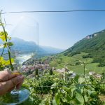 Gewürztraminer Weinwandertag Tramin