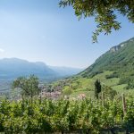 Gewürztraminer Weinwanderung Tramin