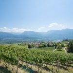 Gewürztraminer Weinwandertag Tramin Schloss Rechtenthal