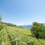 Gewürztraminer Weinwanderung Tramin