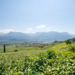 Gewürztraminer Weinwandertag Tramin