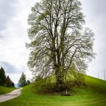 Naturdenkmal Linde Altwidum Hof