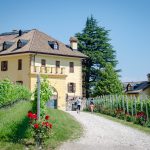 Gewürztraminer Weinwandertag Tramin