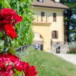 Gewürztraminer Weinwandertag Tramin