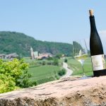 Vigna Kolbenhof – Gewürztraminer Weinwandertag Tramin