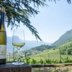 Gewürztraminer Weinwandertag Tramin