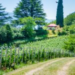 Gewürztraminer Weinwandertag Tramin