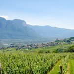 Gewürztraminer Weinwandertag Tramin