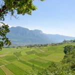 Gewürztraminer Weinwandertag Tramin