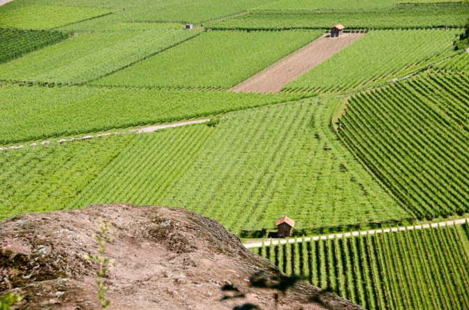 Weinberge unter dem Naturerlebnisweg