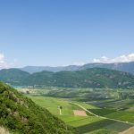 Gewürztraminer Weinwandertag Tramin