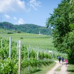 Gewürztraminer Weinwandertag Tramin