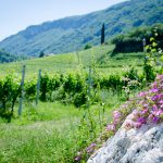 Gewürztraminer Weinwandertag Tramin