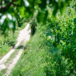 Wandern – Gewürztraminer Weinwandertag Tramin