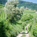 Wandern – Gewürztraminer Weinwanderung Tramin