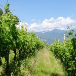 Gewürztraminer Weinwandertag Tramin