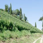 Gewürztraminer Weinwandertag Tramin