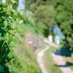 Gewürztraminer Weinwandertag Tramin