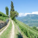 Kastelaz – Gewürztraminer Weinwandertag Tramin