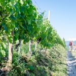 Gewürztraminer Weinwandertag Tramin