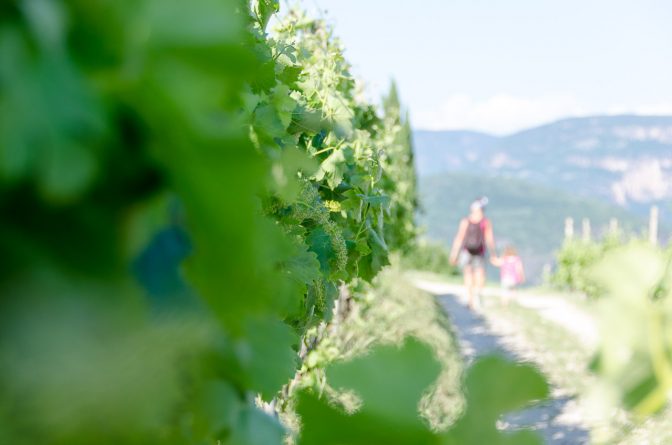 Durch die Weinberge spazieren