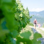 Gewürztraminer Weinwanderung Tramin