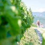 Gewürztraminer Weinwandertag Tramin