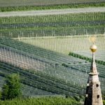 Gewürztraminer Weinwandertag Tramin