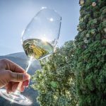 Gewürztraminer Weinwandertag Tramin