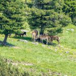 Haflinger auf der Villanderer Alm