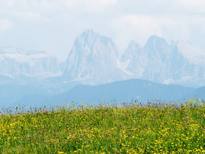 Butterblümchen vor dem machtigen Langkofel der vom Sellastock und vom Plattkofel flankiert wird.