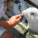 Steicheltiere Hasen auf der Rinderplatzhütte